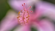 Hibiscus extreme Closeup